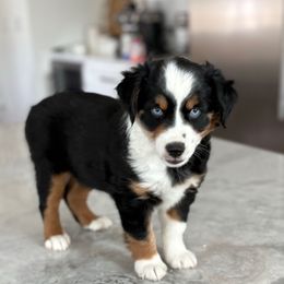 COSMO - Black tri Toy Australian Shepherd puppy in Bixby, Oklahoma from Roeboat Aussies