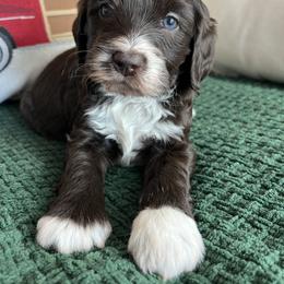 Lumi - Chocolate female Goldendoodle puppy in Ottawa, Ohio from Simply Beautiful Goldendoodles