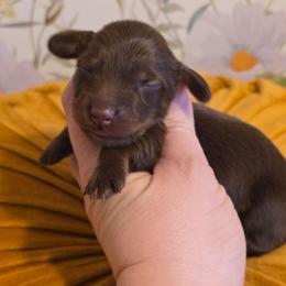 Boy 2 - Chocolate and tan male Dachshund puppy in Romney, Indiana from Brown's Valley Dachshunds