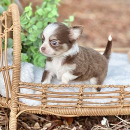 Celine - Chocolate sabled fawn female Chihuahua puppy in Oviedo, Florida from ROYALCHIHUAHUAPUPPY