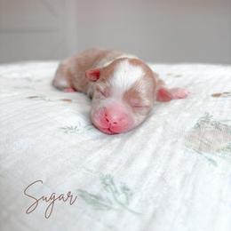 Sugar - Apricot female Maltipoo puppy in Vancouver, Washington from Pnwfamilydoodles