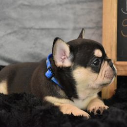 Bulldog and French Bulldog Puppies from Raise The Woof Bulldogs
