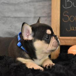 Bulldog and French Bulldog Puppies from Raise The Woof Bulldogs