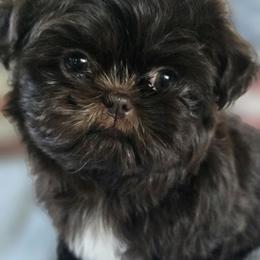 Chocolate boy - Chocolate male Shih Tzu puppy in Modesto, California from Debbie's Darling Shih Tzus