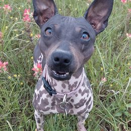 American Hairless Terriers from Distinct American Hairless Terriers
