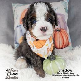SHADOW - Brown Collar - Blue merle male Bernedoodle puppy in Jackson, Michigan from A Star is Born Doodles