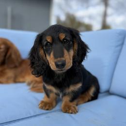 Beni - Dachshund
