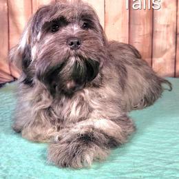 Tails - Brindle male Lhasa Apso puppy in Jefferson, New York from Absolute Lhasa Love