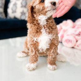 Bernedoodle, Goldendoodle, and Poodle Puppies from Teddy Doodles & Standard Poodles