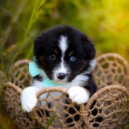 Rose - Black tri-color female Australian Shepherd puppy in Georgetown, Texas from River Reign Australian Shepherds