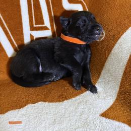 Orange collar - Brindle male xDutch Shepherd puppy in Mc Kinney, Texas from Vom Jazzigen Haus