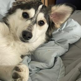 Wylie - Pomsky