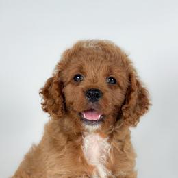 Ted - Red male Cockapoo puppy in Pledger, Texas from Sugarbear Cockapoos