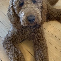 Goldendoodles from Rosiedoodles