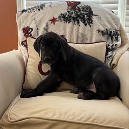 Light blue collar - Black female Great Dane puppy in Ider, Alabama from Sand Mountain Danes LLC