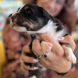 Australian Shepherds and Miniature American Shepherds from Countryside Kennels and Aussies