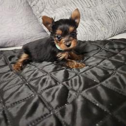 Piston - Black and tan male Yorkshire Terrier puppy in Sidney, Ohio from Little Yorkie World
