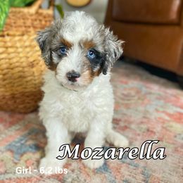 Bernedoodle Puppies from Abby Hamilton