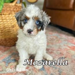 Bernedoodle Puppies from Abby Hamilton