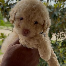 Heart - Apricot female Goldendoodle puppy in Richmond, Texas from Harper’s Heartbeats