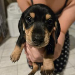 AKC  Alfalfa - Black and tan male Dachshund puppy in Onalaska, Texas from Weenies on the Lake