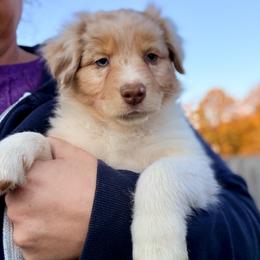 Cheese Curd - Red merle female Australian Shepherd puppy in Ashland, Ohio from SS Australian Shepherds