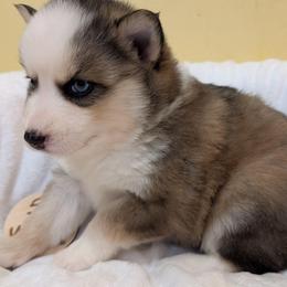 PxD g2 - Wolf sable female Pomsky puppy in Charlotte, Michigan from Moore Pomskies