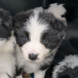 Border Collies from Manor Farms Border Collies