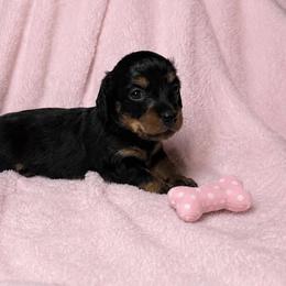 Valarie - Black and tan female Dachshund puppy in Richmond, Virginia from Paw Prints