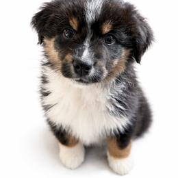 Bear - Black tri-color male Australian Shepherd puppy in Richmond, Virginia from RVA Aussies
