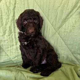 12. WILLOW - GREY COLLAR BOY - Chocolate male Goldendoodle puppy in Charlo, Montana from Heavenly Hilltop Farm
