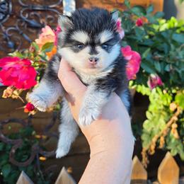 Stunning Gray Pom Girl One Blue Eye - Gray and white female Pomsky puppy in Austin, Colorado from Colorado Mini Dachshunds & Mini Pomskies