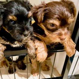 Yorkshire Terrier All Grown Up from Happy Days