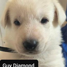 Boy 3 - White male German Shepherd puppy in Tonopah, Nevada from Mercy's White Shepherds