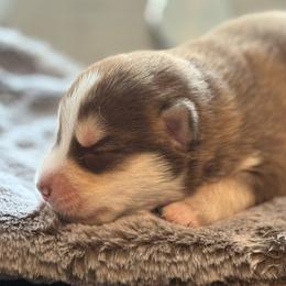 McLaren - Chocolate male Pomsky puppy in Greenfield, Minnesota from SRF Pomskies