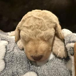 Butters - Cream male Labradoodle puppy in Churchill County Fallon, Nevada from Card Family Ranch