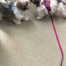 Havanese Puppies from Sunsation Havanese