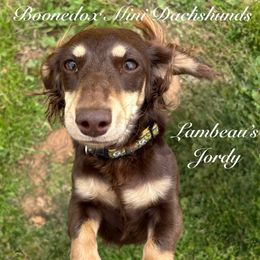Jordy - Dachshund