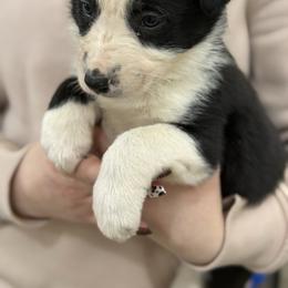 Yellow collar - Black and white female Border Collie puppy in Tallmadge, Ohio from Premier Dobermans