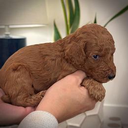 Black Collar Male - Red  male Poodle puppy in Modesto, California from Dry Creek Poodles