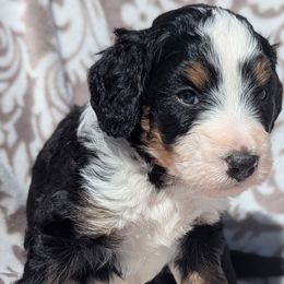 Orange collar aka Salty - Tri-color male Bernedoodle puppy in Connecticut from Valley View Doodles