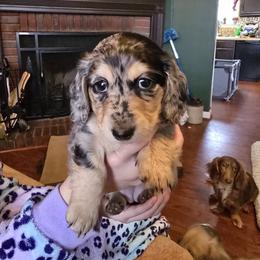 Dachshund Puppies from 4H Farms Dachshunds