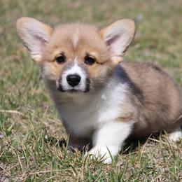 Honeybun - Red male Pembroke Welsh Corgi puppy in Pollock, Missouri from Northstar