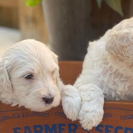 Goldendoodles from Seaside Goldendoodles