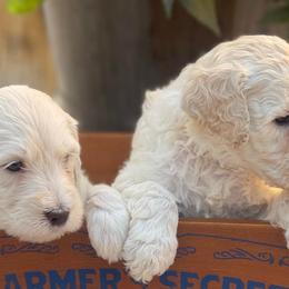 Goldendoodles from Seaside Goldendoodles