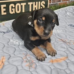 Jett - Black and tan male Miniature Pinscher puppy in Baton Rouge, Louisiana from Pike's Pups