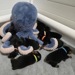 Rottweiler puppies from Noble Oak Rottweilers