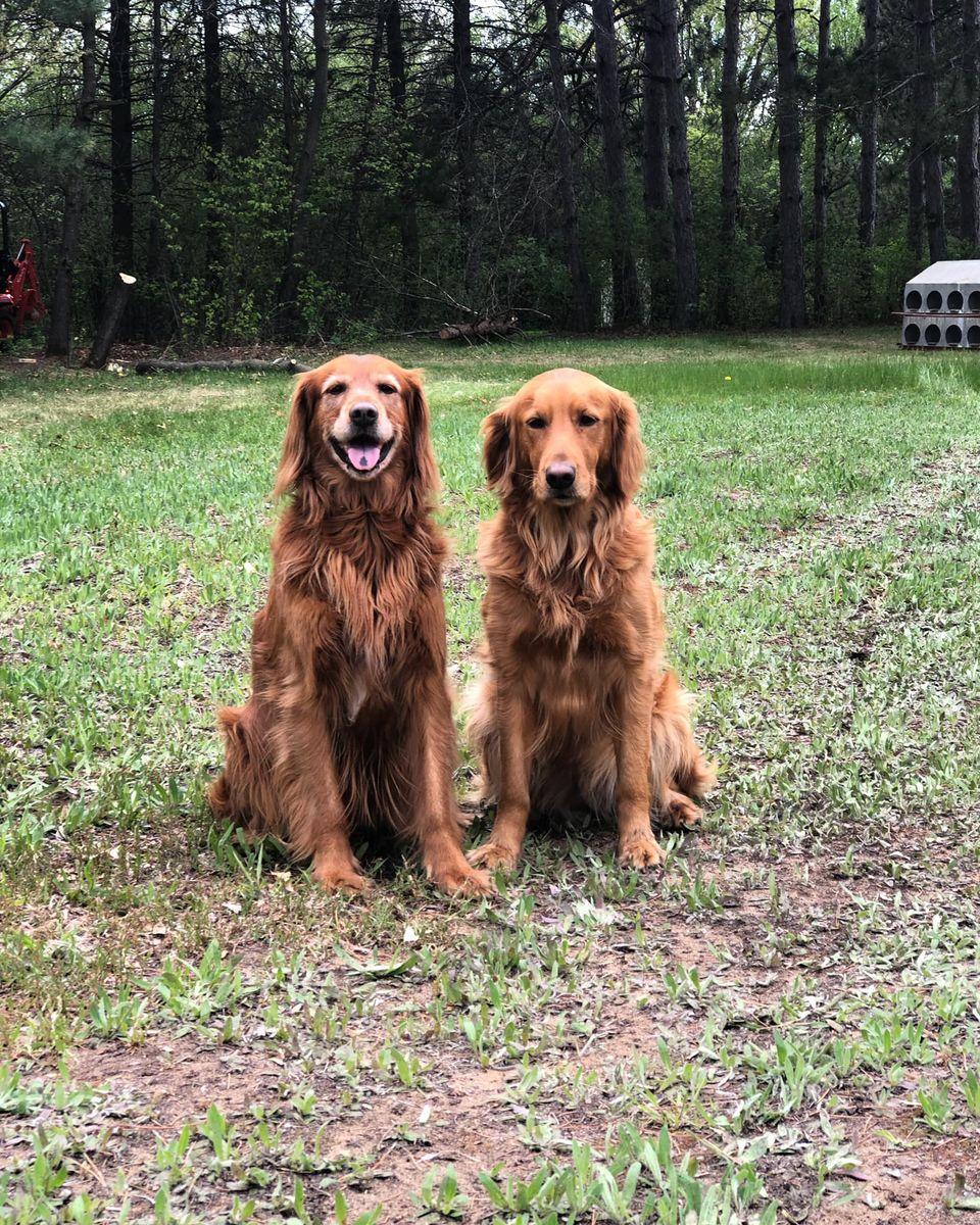 North Country Goldens in Minnesota Golden Retriever puppies Good Dog
