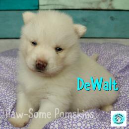 DeWalt - White male Pomsky puppy in Krum, Texas from Paw-Some Pomskies