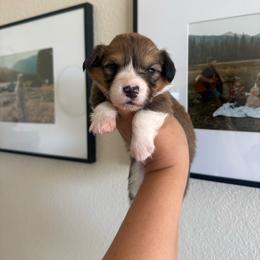 Recess - White and red male Pembroke Welsh Corgi puppy in Red Bluff, California from Wilder Ranch Corgis